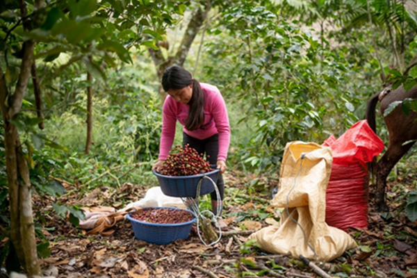 Forestry Survey