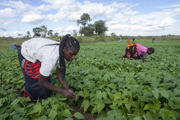 Food Systems Solutions | UN Food Systems Coordination Hub